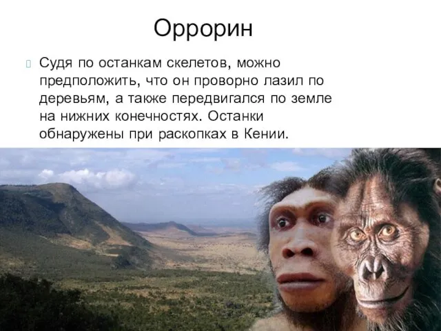 Судя по останкам скелетов, можно предположить, что он проворно лазил по деревьям,