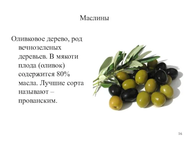 Маслины Оливковое дерево, род вечнозеленых деревьев. В мякоти плода (оливок) содержится 80%