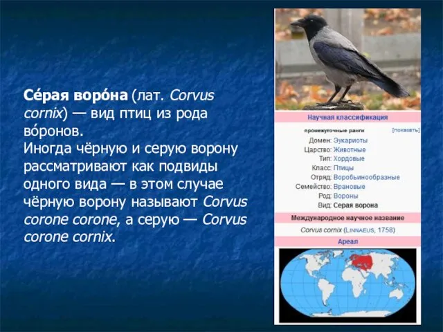 Се́рая воро́на (лат. Corvus cornix) — вид птиц из рода во́ронов. Иногда