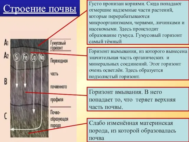 Густо пронизан корнями. Сюда попадают отмершие надземные части растений, которые перерабатываются микроорганизмами,