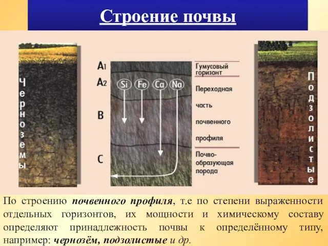 Строение почвы По строению почвенного профиля, т.е по степени выраженности отдельных горизонтов,