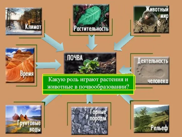 С чего начинается образование почвы? Какие горные породы наиболее распространены на территории