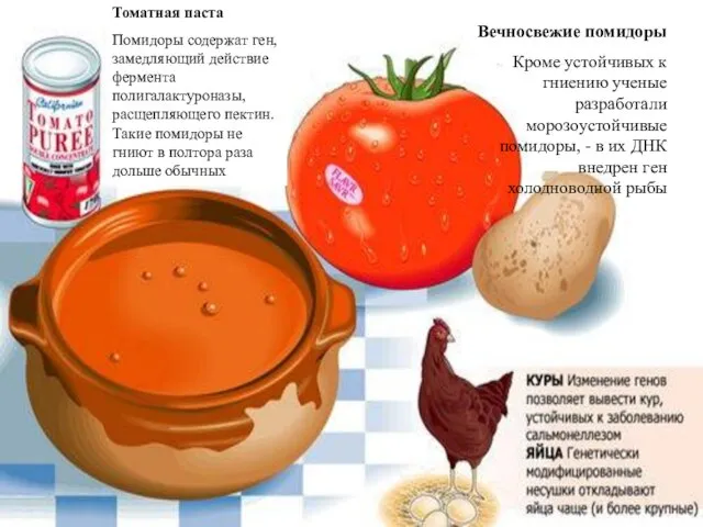 Томатная паста Помидоры содержат ген, замедляющий действие фермента полигалактуроназы, расщепляющего пектин. Такие