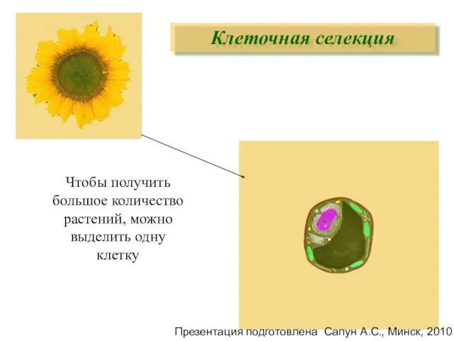 Чтобы получить большое количество растений, можно выделить одну клетку Клеточная селекция Презентация