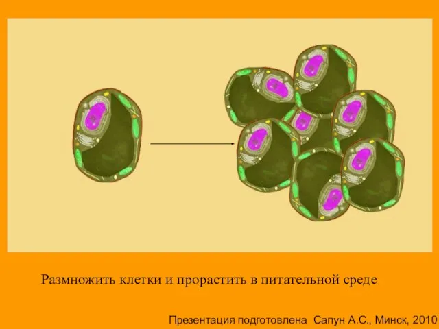 Размножить клетки и прорастить в питательной среде Презентация подготовлена Сапун А.С., Минск, 2010