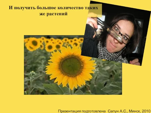 И получить большое количество таких же растений Презентация подготовлена Сапун А.С., Минск, 2010