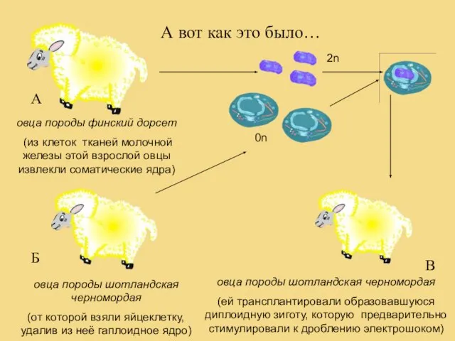 А А вот как это было… овца породы финский дорсет (из клеток