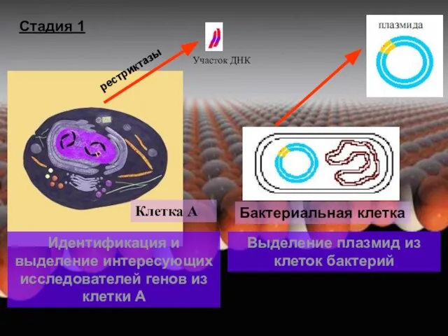 Участок ДНК Клетка А Идентификация и выделение интересующих исследователей генов из клетки