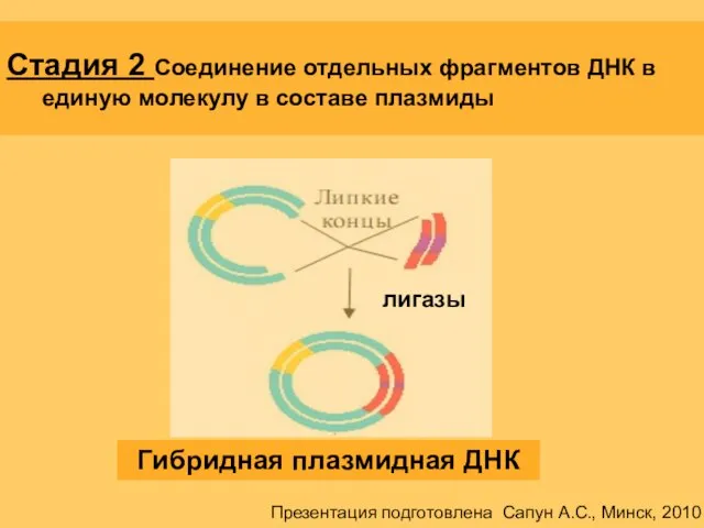 Стадия 2 Соединение отдельных фрагментов ДНК в единую молекулу в составе плазмиды