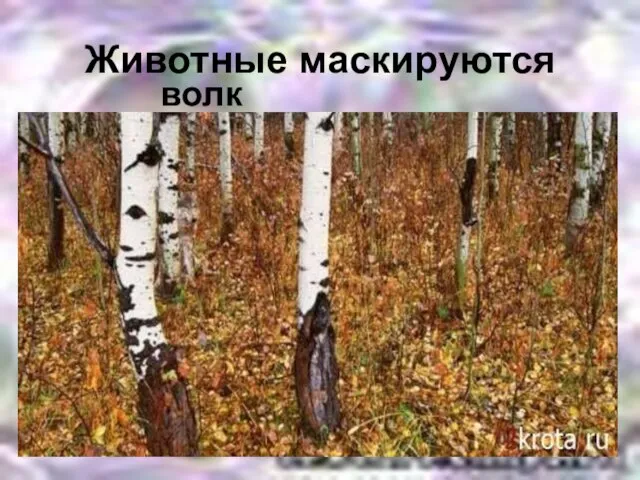 Животные маскируются волк