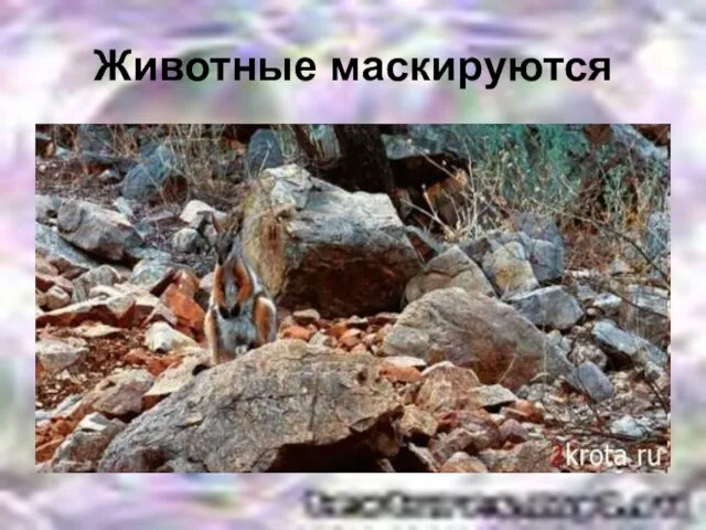 Животные маскируются