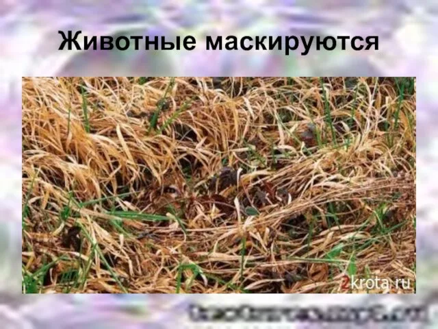 Животные маскируются