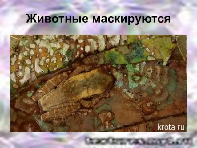 Животные маскируются