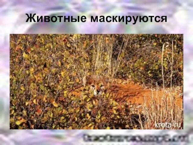 Животные маскируются