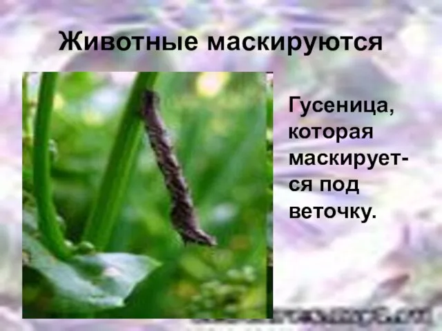 Животные маскируются Гусеница, которая маскирует-ся под веточку.