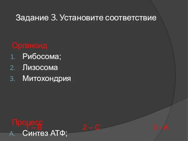 Задание 3. Установите соответствие Органоид Рибосома; Лизосома Митохондрия Процесс Синтез АТФ; Синтез