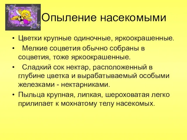 Опыление насекомыми Цветки крупные одиночные, яркоокрашенные. Мелкие соцветия обычно собраны в соцветия,