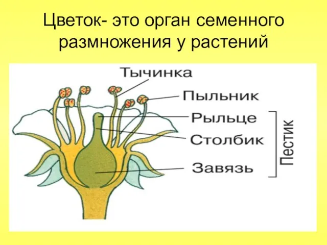 Цветок- это орган семенного размножения у растений