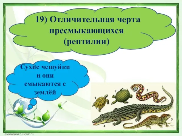 19) Отличительная черта пресмыкающихся (рептилии) Сухие чешуйки и они смыкаются с землёй