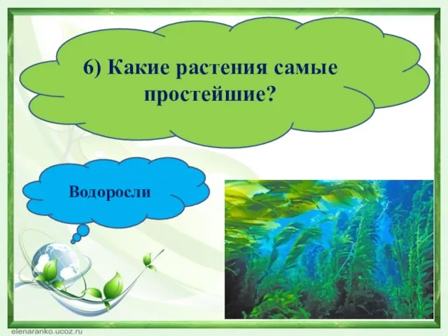 6) Какие растения самые простейшие? Водоросли