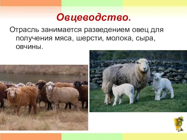 Овцеводство. Отрасль занимается разведением овец для получения мяса, шерсти, молока, сыра, овчины.