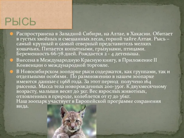 Распространена в Западной Сибири, на Алтае, в Хакасии. Обитает в густых хвойных