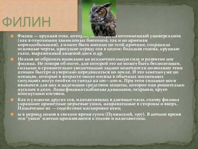 Филин — крупная сова, которая, несмотря на несомненный универсализм (как в отношении