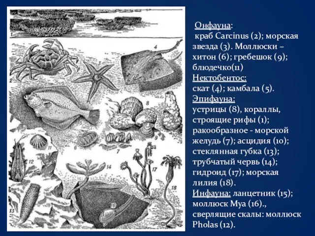 Онфауна: краб Carcinus (2); морская звезда (3). Моллюски –хитон (6); гребешок (9);