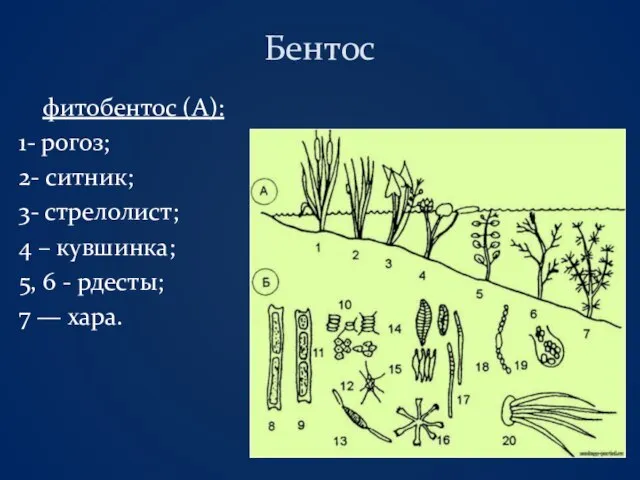Бентос фитобентос (А): 1- рогоз; 2- ситник; 3- стрелолист; 4 – кувшинка;