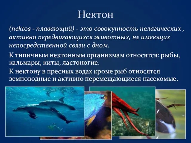 Нектон (nektos - плавающий) - это совокупность пелагических , активно передвигающихся животных,