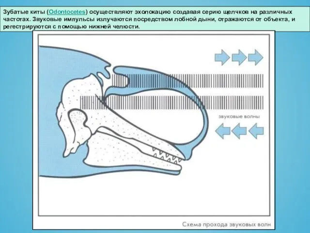 Зубатые киты (Odontocetes) осуществляют эхолокацию создавая серию щелчков на различных частотах. Звуковые