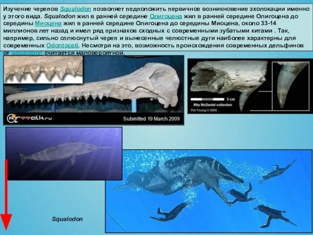 Изучение черепов Squalodon позволяет педположить первичное возникновение эхолокации именно у этого вида.
