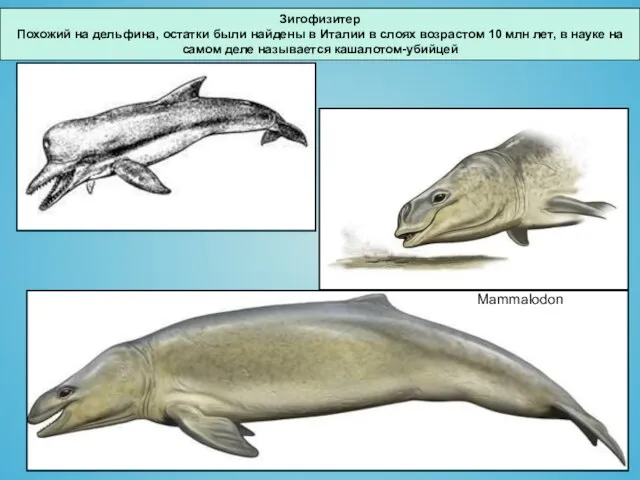 Зигофизитер Похожий на дельфина, остатки были найдены в Италии в слоях возрастом