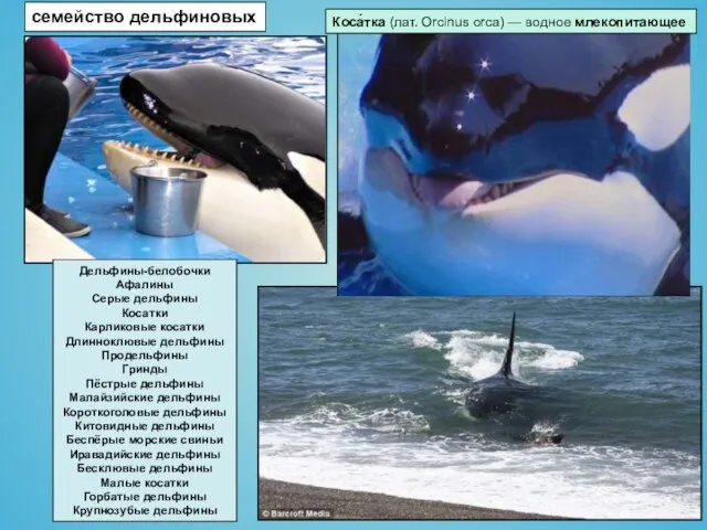 Коса́тка (лат. Orcinus orca) — водное млекопитающее семейство дельфиновых Дельфины-белобочки Афалины Серые