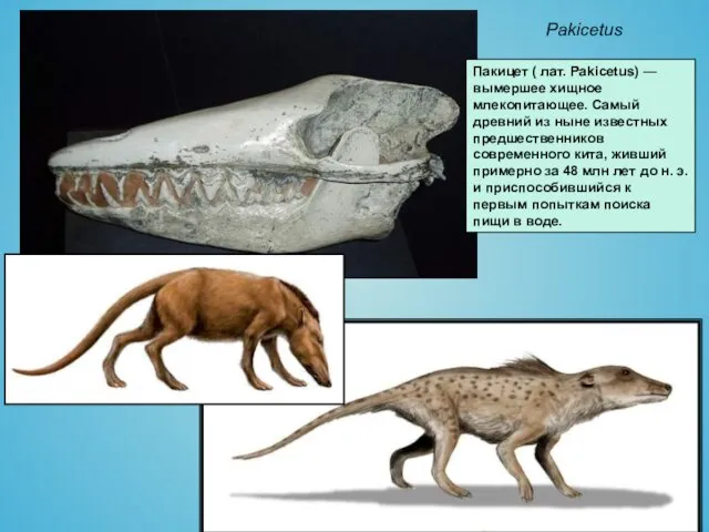 Pakicetus Пакицет ( лат. Pakicetus) — вымершее хищное млекопитающее. Самый древний из