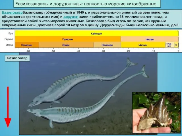 Базилозавриды и дорудонтиды: полностью морские китообразные БазилозаврБазилозавр (обнаруженный в 1840 г. и