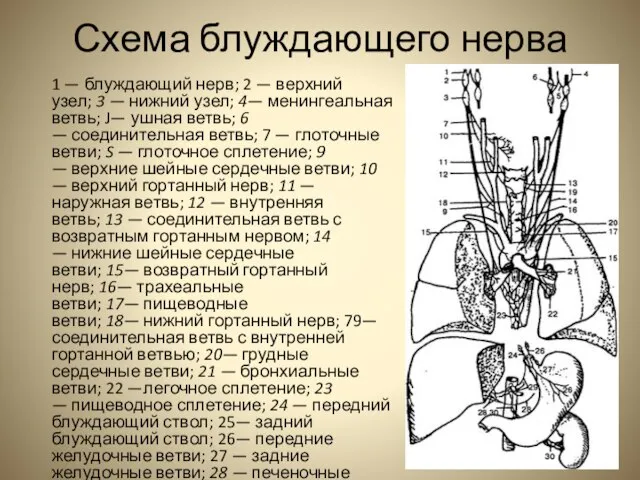 Схема блуждающего нерва 1 — блуждающий нерв; 2 — верхний узел; 3