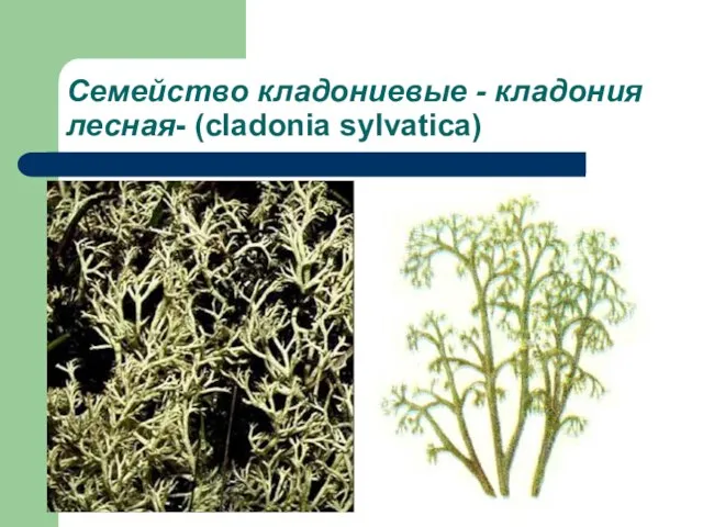 Семейство кладониевые - кладония лесная- (cladonia sylvatica)