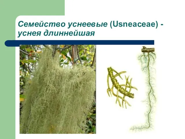 Семейство уснеевые (Usneaceae) - уснея длиннейшая