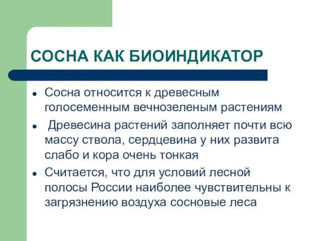 СОСНА КАК БИОИНДИКАТОР Сосна относится к древесным голосеменным вечнозеленым растениям Древесина растений