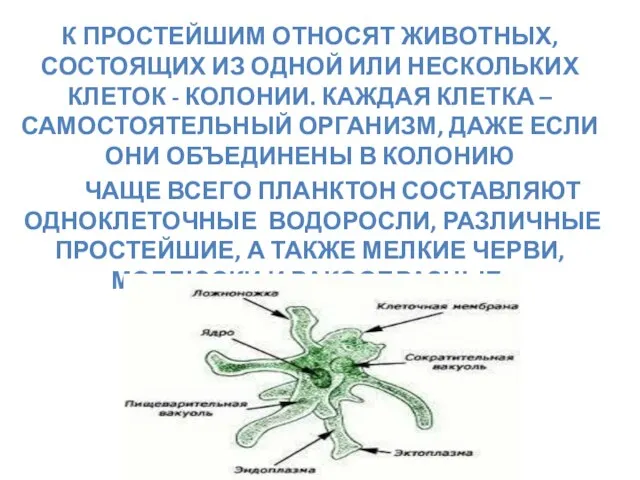 К простейшим относят животных, состоящих из одной или нескольких клеток - колонии.