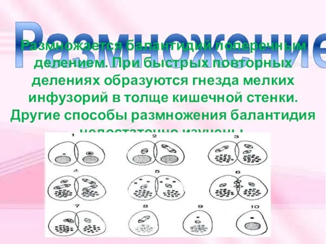 Размножение Размножается балантидий поперечным делением. При быстрых повторных делениях образуются гнезда мелких