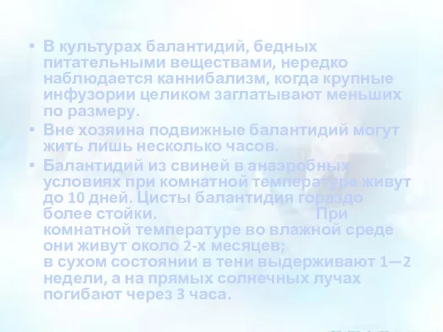 В культурах балантидий, бедных питательными веществами, нередко наблюдается каннибализм, когда крупные инфузории