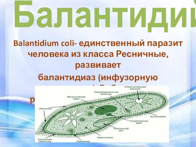 Балантидий Balantidium coli- единственный паразит человека из класса Ресничные, развивает балантидиаз (инфузорную дизентерию). Заболевание распространено повсеместно.