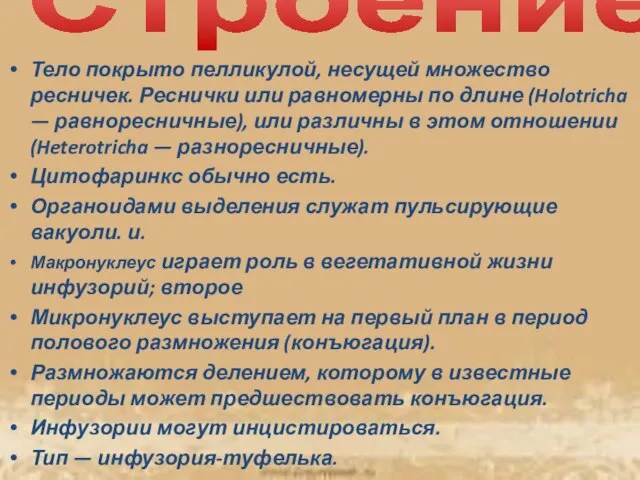 Строение: Тело покрыто пелликулой, несущей множество ресничек. Реснички или равномерны по длине