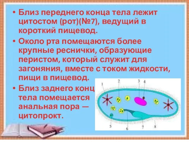 Близ переднего конца тела лежит цитостом (рот)(№7), ведущий в короткий пищевод. Около