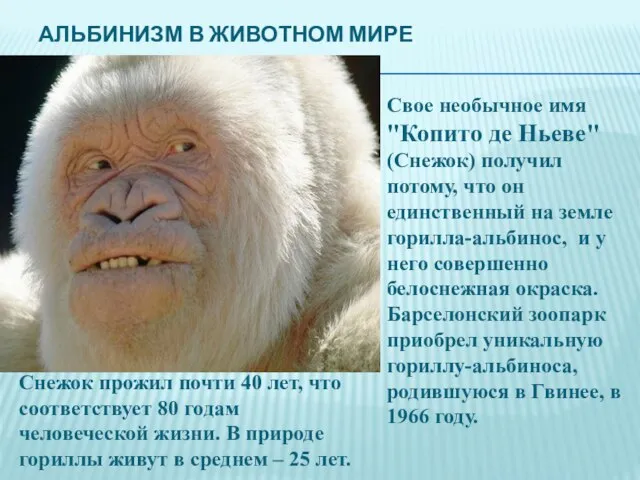 АЛЬБИНИЗМ В ЖИВОТНОМ МИРЕ Свое необычное имя "Копито де Ньеве" (Снежок) получил