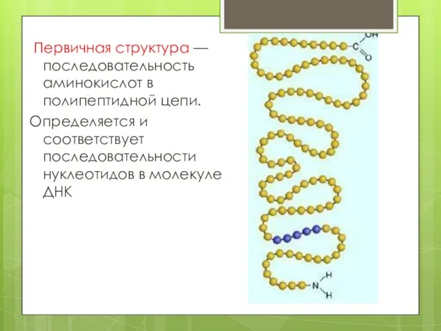 Первичная структура — последовательность аминокислот в полипептидной цепи. Определяется и соответствует последовательности нуклеотидов в молекуле ДНК