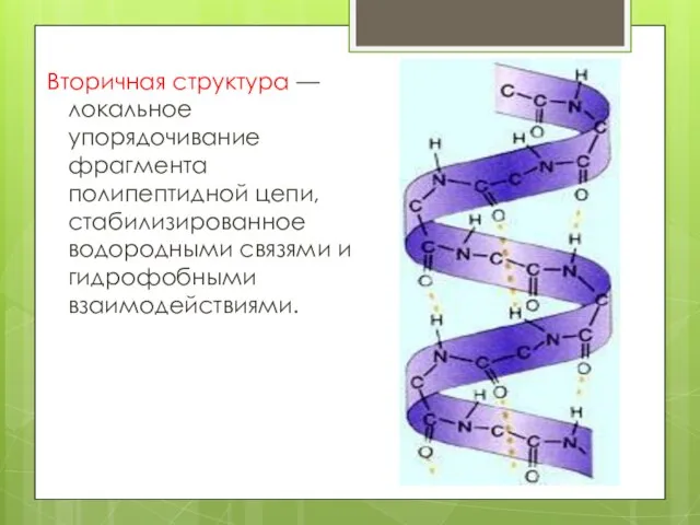 Вторичная структура — локальное упорядочивание фрагмента полипептидной цепи, стабилизированное водородными связями и гидрофобными взаимодействиями.