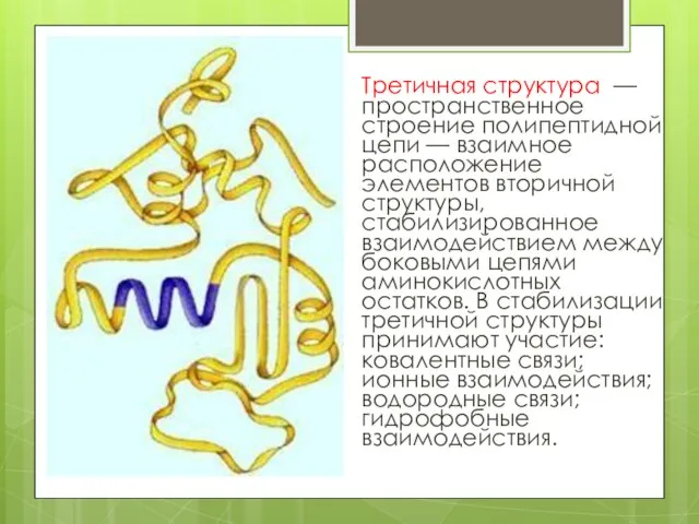 Третичная структура — пространственное строение полипептидной цепи — взаимное расположение элементов вторичной